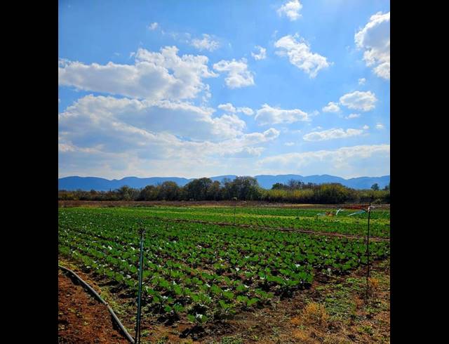 FARM FOR SALE IN BULTFONTEIN AH